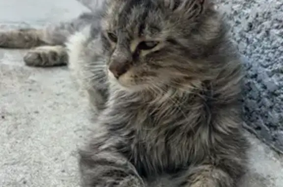 Chat européen tigré perdu à Villemoustaussou - photo
