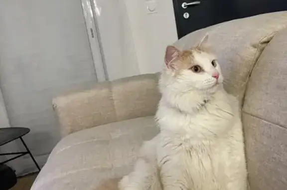 Chat perdu : blanc et roux, craintif - photo