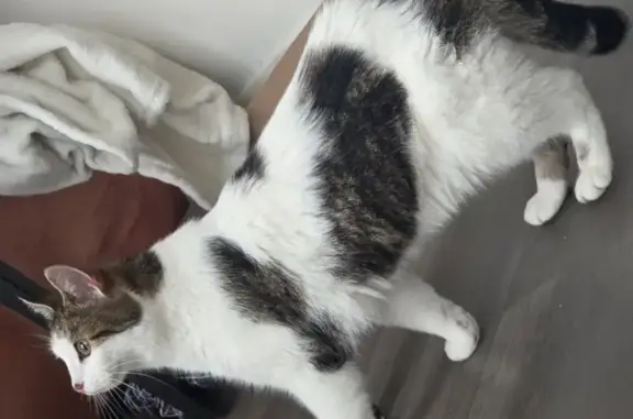 Animaux trouvés Boulogne-sur-Mer, photo: Chatte tricolore trouvée à Boulogne-sur-Mer