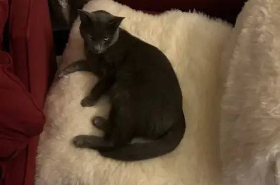 ¡Recompensa! Gato Gris Perdido en Alhendín