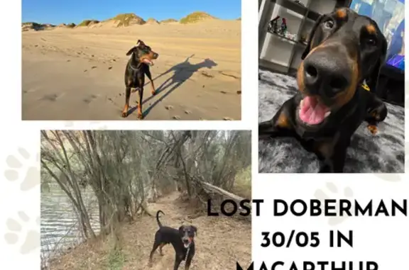 Lost Doberman: Black/Rust, Macarthur Area