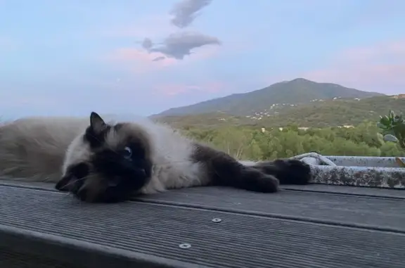 Chat perdu, Le Boulou, photo: Siamoise perdue Rue Neuve, Le Boulou
