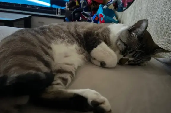¡Ayuda! Gato Bubu perdido en Roquetas