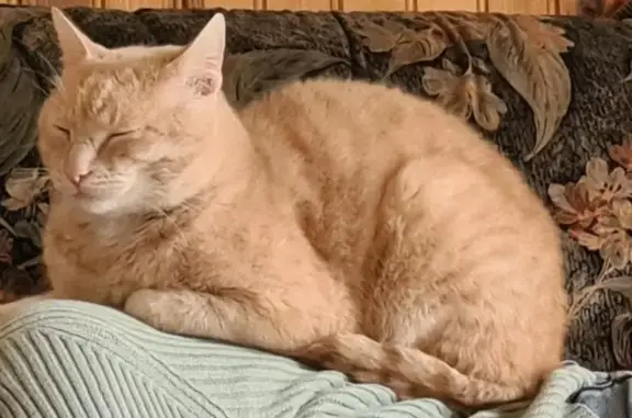 Chat perdu, Saint-Maixent-l'École, photo: Chat sable tigré perdu à Saint-Maixent