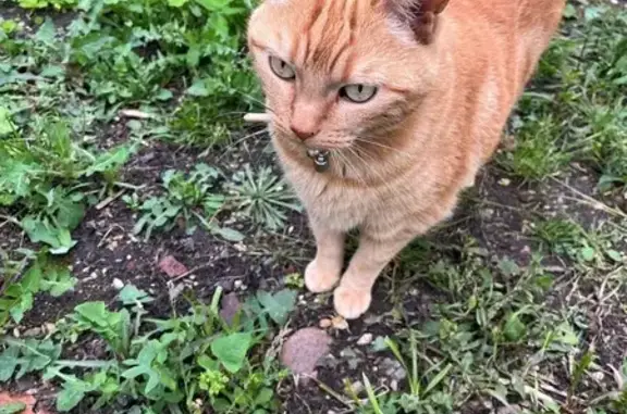 Animaux perdus Saint-Maur-des-Fossés, photo: Chat roux perdu à Saint-Maur-des-Fossés