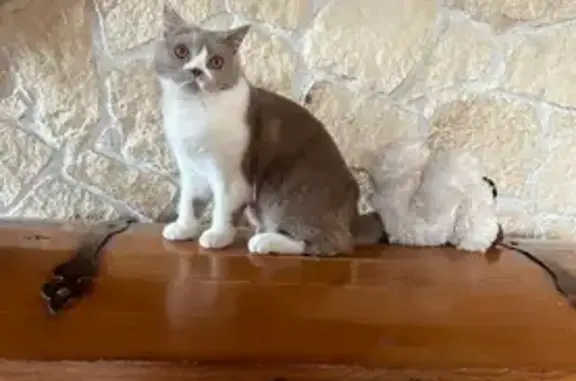 Chat perdu blanc/gris, ventre tondu, Haréville - photo