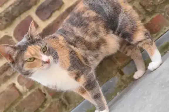 Chat perdu, Saint-Quentin, photo: Chatte écaille perdue à Saint-Quentin