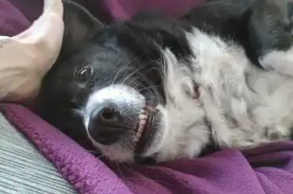 Perro Perdido en València: Responde a 'Avinguda'