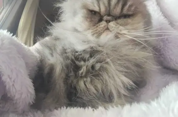 Gata Perdida: Gris y Blanca, Ojos Miel