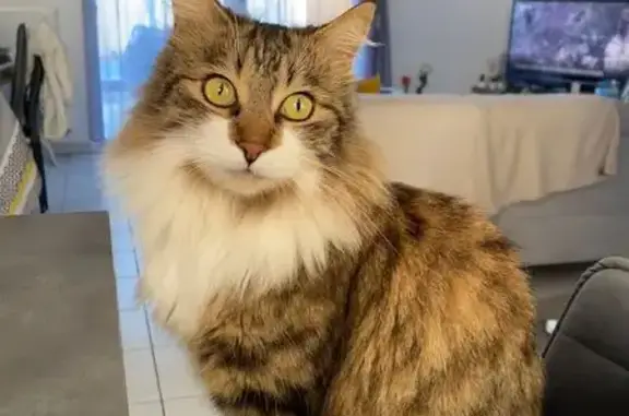 Animaux perdus Mont-de-Marsan, photo: Chat européen perdu, marron blanc tigré
