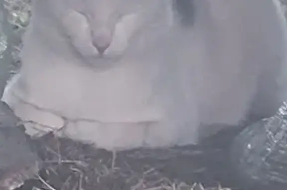 Animaux perdus Forbach, photo: Chat perdu : blanc tacheté noir, Forbach
