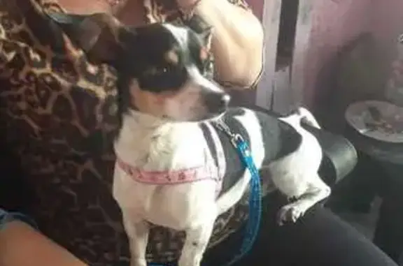 cachorro encontrada
