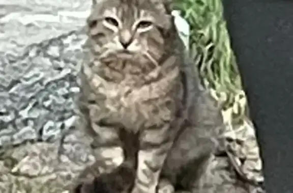 Chat trouvé , photo: Chat tigré trouvé à Coulounieix-Chamiers