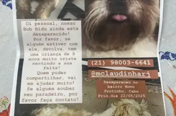 cachorro desaparecida