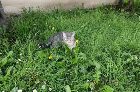 Chat gris tigré perdu à Jargeau - photo