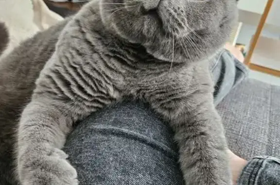 Chat gris perdu, sociable, Rue René Frybourg - photo
