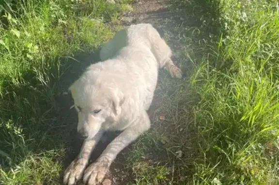 Animaux trouvés , photo: Chien trouvé : Golden Retriever à Giez