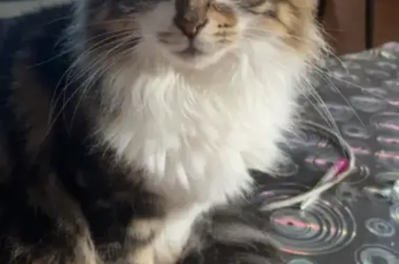 Chat perdu, Hayange, photo: Chatte peureuse Maikette perdue à Hayange