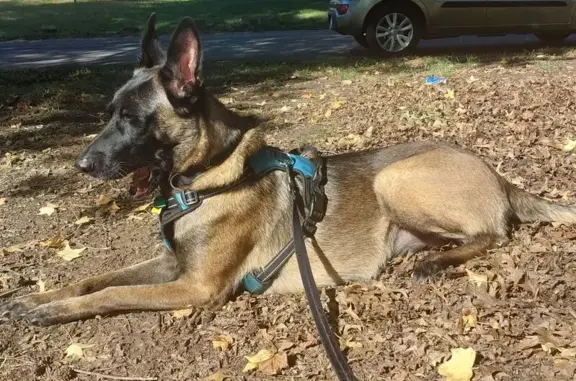 Lost Dog: Black Collar, Westridge Rd