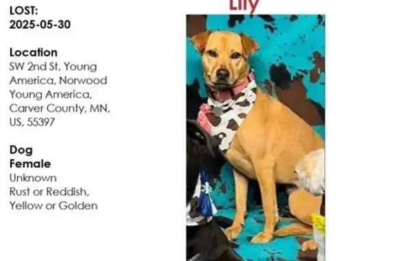 Lost Dog: Light Tan, SW 1st Ave, YA