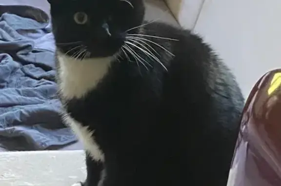 Chat perdu : Chamallow, noir et blanc, Metz - photo