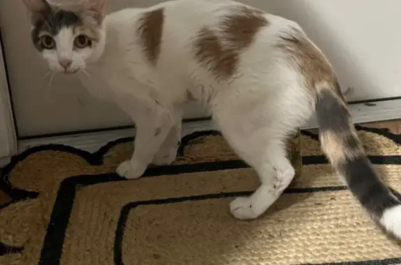 Rescued Cat: Injured on Cooksey Lane