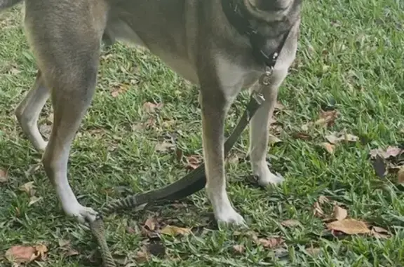 Lost Support Dog: Cocoa Beach Area