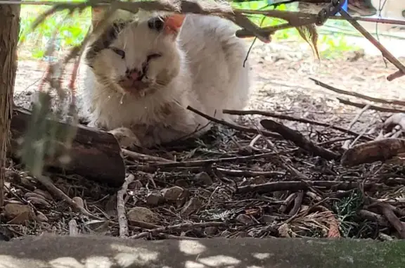 Chat trouvé Varennes-Vauzelles, photo: Chat très malade trouvé Rue Jean Zay