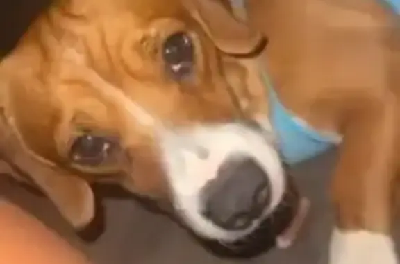 Lost Dachshund Mix: Peoria, Help Find!