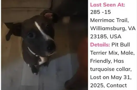 Lost Dog: Black/Brown, White Markings