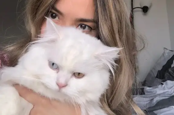 Lost White Cat: Unique Eyes, Dock Point