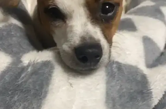 Lost Jack Russell: Help Find Lilo!