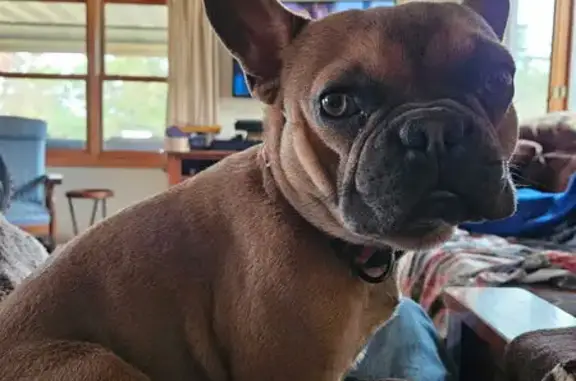 Lost Dog: Light Brown, Pink Collar