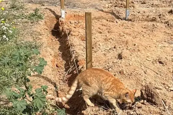 Atrevida gata perdida en Valverde Bajo