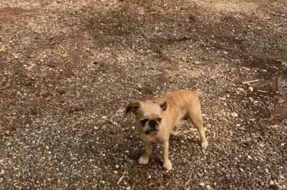 Lost Pug Mix: Snorts & Short Red Fur