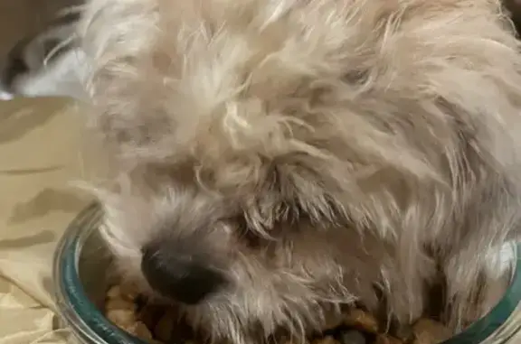 Found: Elderly White Yorky on Bowman Rd