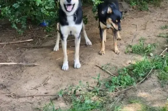 Energetic Black & White Dog Lost in Conway