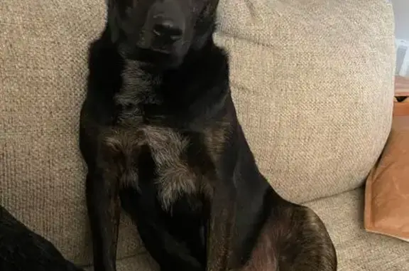 Lost Brindle Dog: Friendly & Chipped