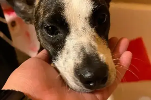 Lost Puppy: Energetic Mutt on Culebra Rd