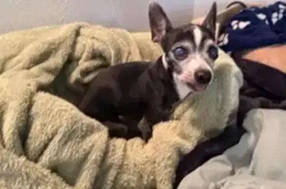 Lost: Elderly Blind Chihuahua in Denver