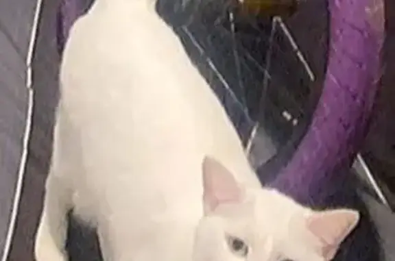 Lost White Cat on East Mayes Road