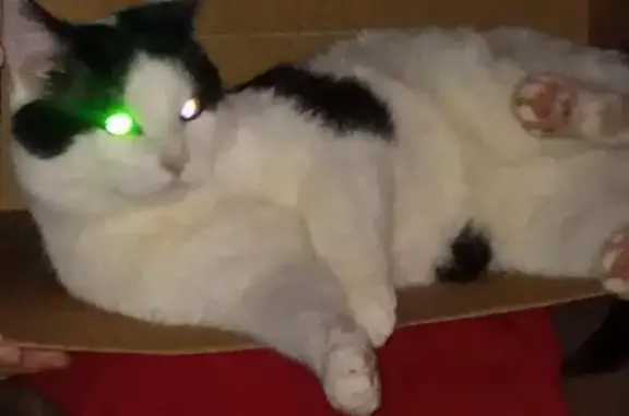 Lost Cat: Black & White on Metro Ave