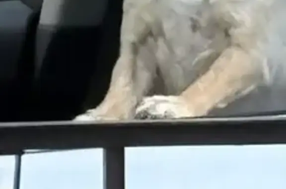 Lost White Dog: Friendly & Newly Groomed