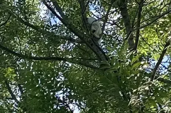 Animaux trouvés , photo: Chat blanc tacheté coincé en haut d'un arbre