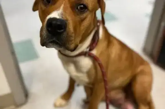 Lost Golden Dog: Unique 'P' Marking