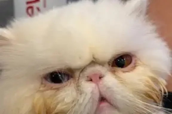 Lost White Persian Cat on East 83rd St