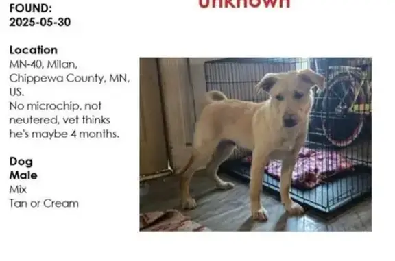 Found Tan Dog with Leash on Hwy 110