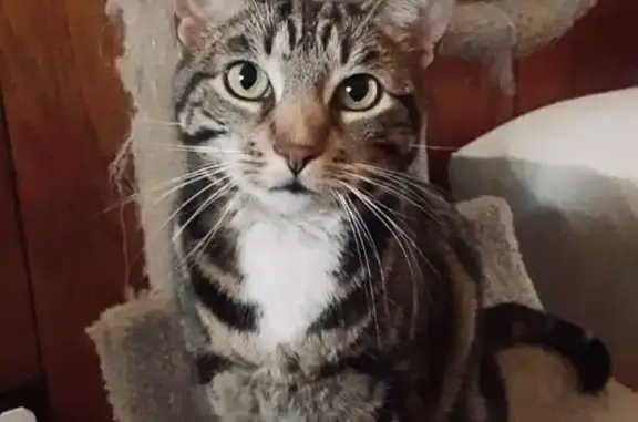 Friendly Lost Cat: Brown/Black, La Verne