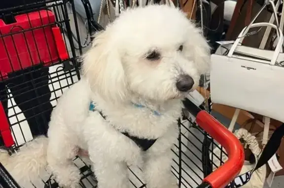Lost White Curly-Haired Dog in York