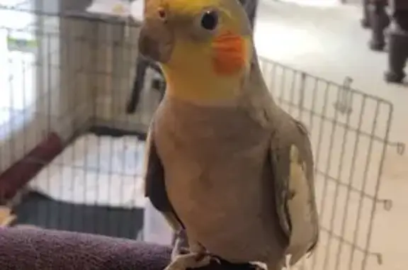 Lost Bird: Answers to 'I Love...
